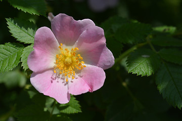 Image showing Dog rose