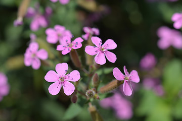 Image showing Rock soapwort