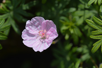 Image showing Bloody Cranesbill