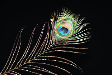 Image showing Peacock feather