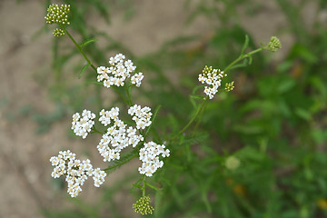 Image showing Common yarrow