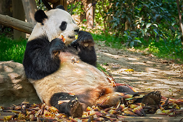 Image showing Giant panda bear in China