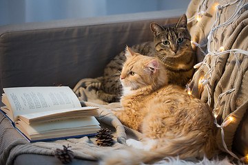 Image showing two cats lying on sofa with book at home