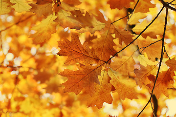 Image showing Beautiful autumn branch 