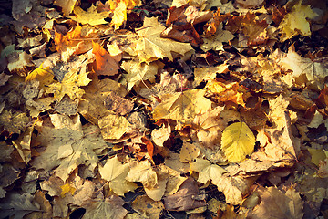 Image showing Background of colorful autumn leaves 