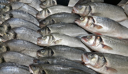 Image showing Fresh fish on ice for sale in market