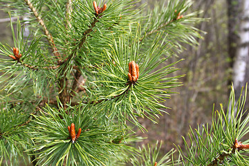 Image showing Branches of coniferous tree 