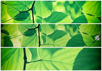 Image showing Abstract green collage from fresh leaves
