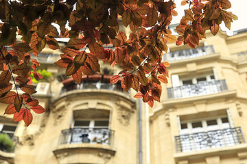 Image showing Beautiful branches of spring tree against facade of a typical ol