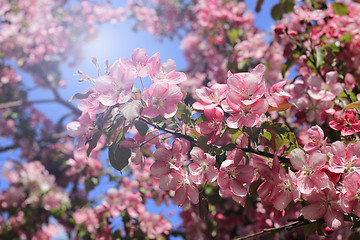 Image showing Branches of spring apple tree with beautiful pink flowers