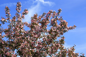 Image showing Branches of beautiful spring tree 