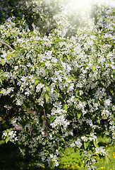 Image showing Branches of spring tree with beautiful white flowers 