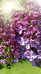 Image showing Beautiful flowering spring branch of lilac with sunlight