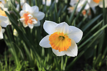 Image showing Beautiful white flower of Narcissus