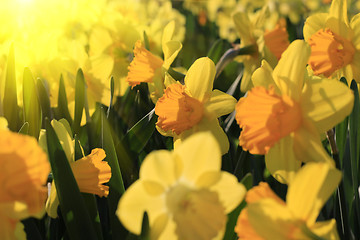 Image showing Beautiful yellow flowers of spring Narcissus in sunlight