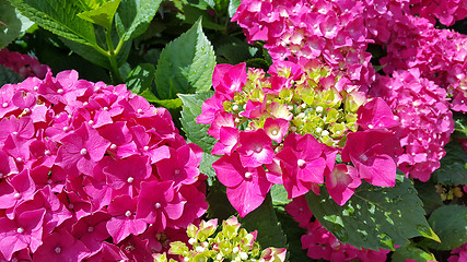 Image showing Close-up of beautiful bright flowers of Hydrangea