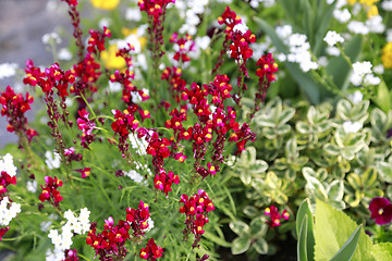 Image showing Beautiful bright flowers 