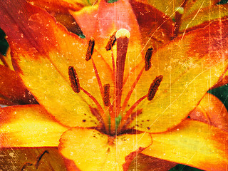 Image showing Nature background from of beautiful lily flower with scratches t