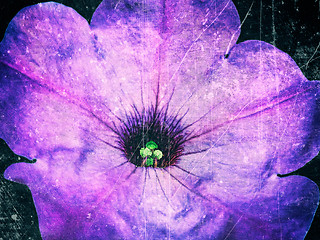 Image showing Abstract scratches old film effect background with petunia flowe