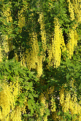 Image showing Beautiful bright yellow flowers of wisteria 