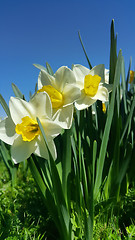 Image showing Beautiful fresh Daffodil flowers (Narcissus) 