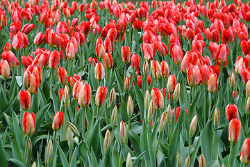 Image showing Close-up of beautiful red tulips 