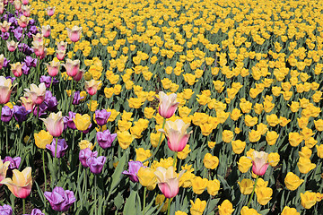 Image showing Beautiful natural spring background with colorful tulips