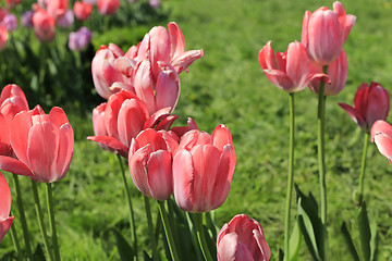 Image showing Beautiful bright pink tulips