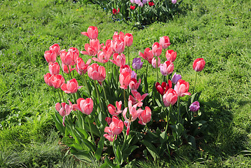 Image showing Beautiful bright pink tulips on a green lawn 