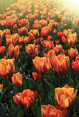 Image showing Beautiful bright spring tulips glowing in sunlight