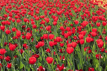 Image showing Beautiful red tulips glowing on sunlight