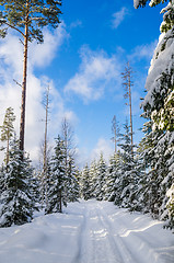 Image showing The road through the beautiful coniferous snowy forest