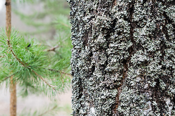 Image showing The trunk of an old moss-covered pine tree, a natural background