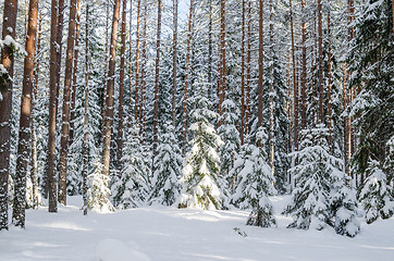 Image showing Firs and pines in the forest after snowfall