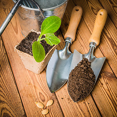 Image showing Seedlings zucchini and garden tools on a wooden surface