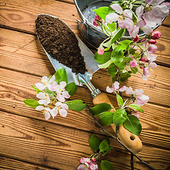 Image showing Branch of blossoming apple and garden tools on a wooden surface,