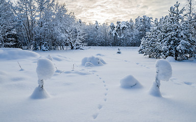 Image showing Snow-covered landscape in the countryside. Viitna, Estonia