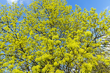 Image showing flowering maple tree