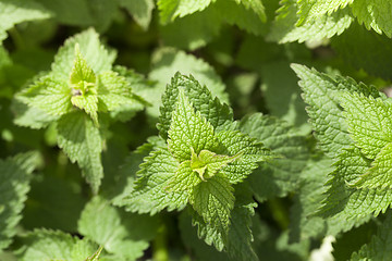 Image showing Young green nettle