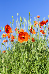 Image showing Red Poppy in the field