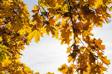 Image showing trees in autumn season