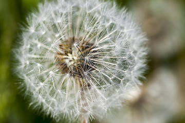 Image showing White dandelions in the field