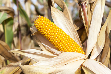 Image showing yellowed ripe corn