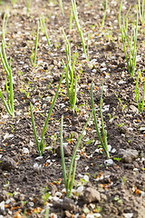 Image showing green sprouts of onions