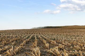 Image showing harvested mature corn