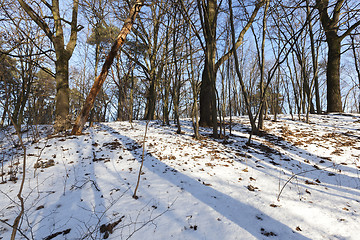 Image showing Forest in winter