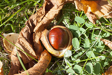 Image showing ripe fruit chestnut