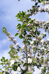 Image showing White apple flowers in May