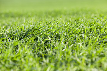 Image showing young grass plants, close-up