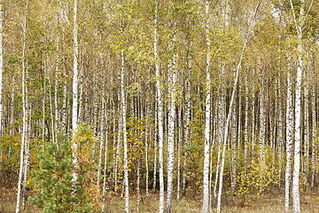 Image showing green birch leaves